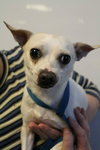 Chico