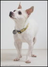 Chico