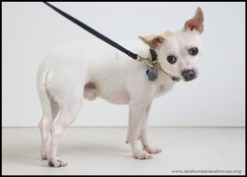 Chico