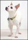 Chico