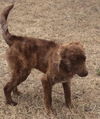 Keiffer