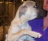 Willow