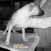 Willow