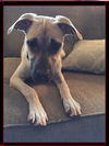 Willow