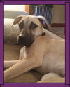 Willow