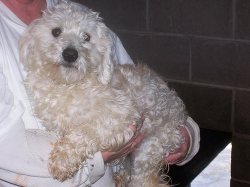 Benji