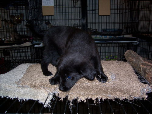 Yogi -Puppy