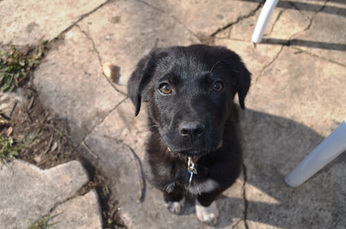 Vic -Puppy