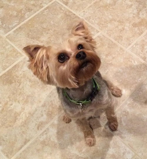 Gracie