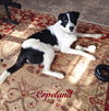 Copeland