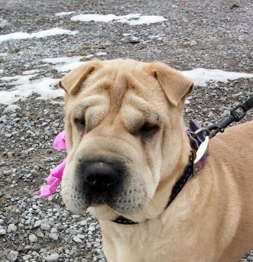 Chyna