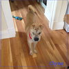 Chyna