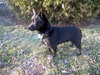 Bobby