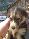 Zuma