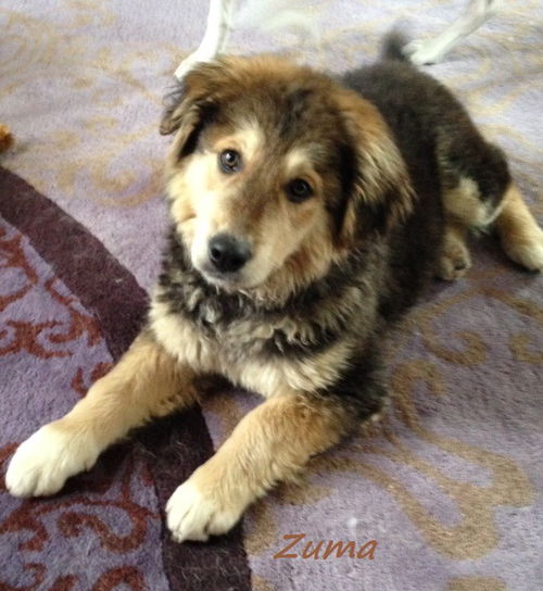 Zuma