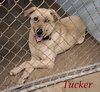 Tucker