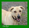 Tucker