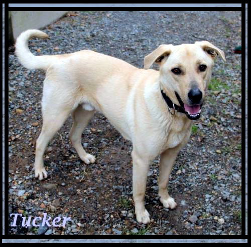Tucker