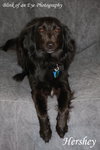 Hershey