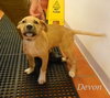 Devon