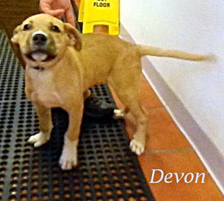 Devon