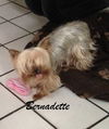 Bernadette - Part of a Bonded Yorkie Trio