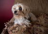 Bernadette - Part of a Bonded Yorkie Trio