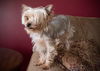 Bernadette - Part of a Bonded Yorkie Trio