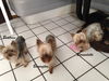 Beatrice -Part of a Bonded Yorkie Trio