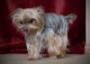 Beatrice -Part of a Bonded Yorkie Trio