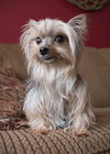 Beatrice -Part of a Bonded Yorkie Trio