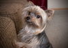 Beatrice -Part of a Bonded Yorkie Trio