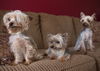 Beatrice -Part of a Bonded Yorkie Trio