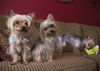 Beatrice -Part of a Bonded Yorkie Trio