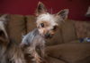 Benington - Part of a Bonded Yorkie Trio