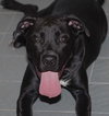 Angus