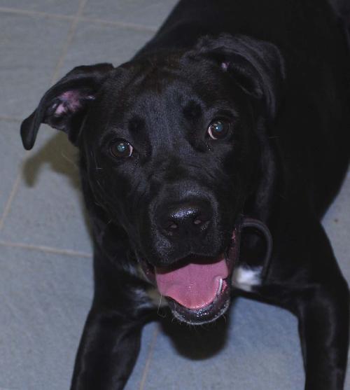 Angus