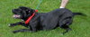 Angus