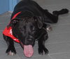 Angus