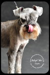Clyde Schnauzer