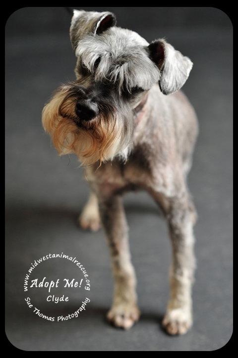 Clyde Schnauzer