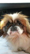 Petey