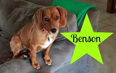 Benson