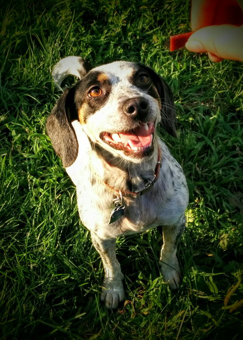 Pepper