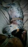 Pepper