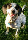 Pepper