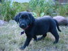 Juniper
