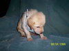Cinnamon