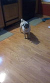 Bob