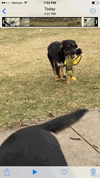 Olli
